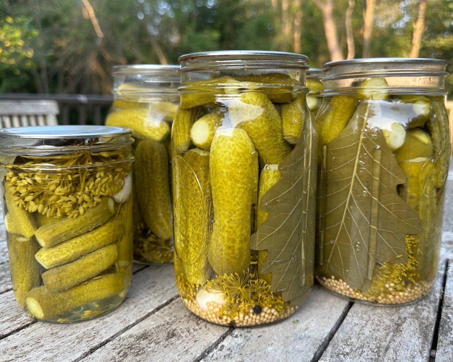 A clear glass jar filled with dill pickle brine, fresh dill sprigs, garlic cloves, and peppercorns on a bright kitchen counter