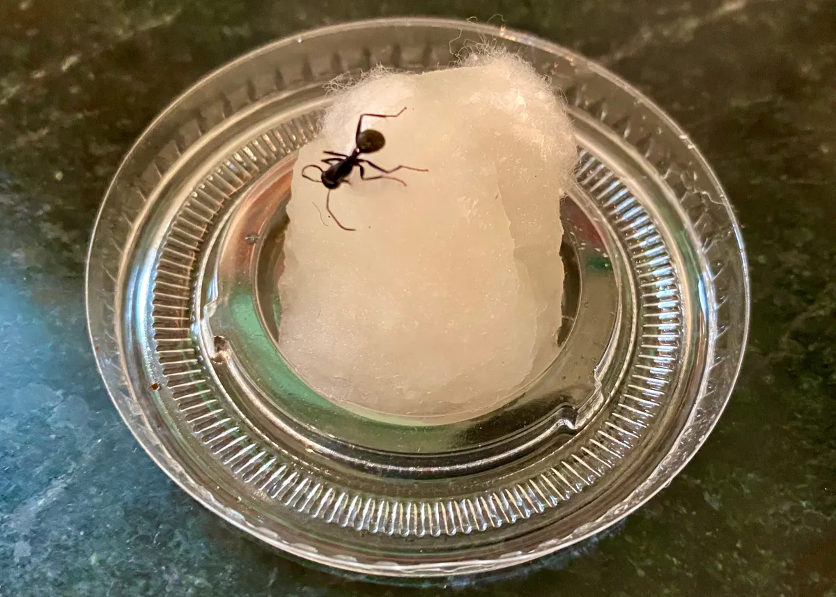A cotton ball soaked with sugary bait sitting in a small bottle cap on a kitchen floor near a baseboard.