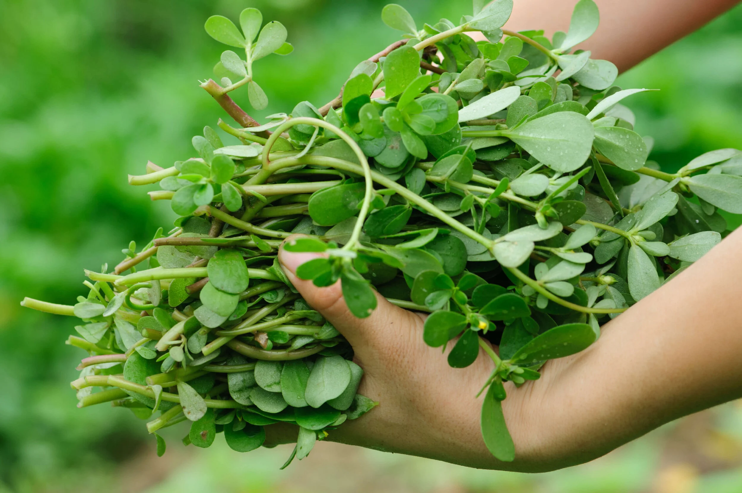A fresh bunch of purslane with thick stems and small succulent leaves resting on a wooden cutting board on a home kitchen counter in natural light
