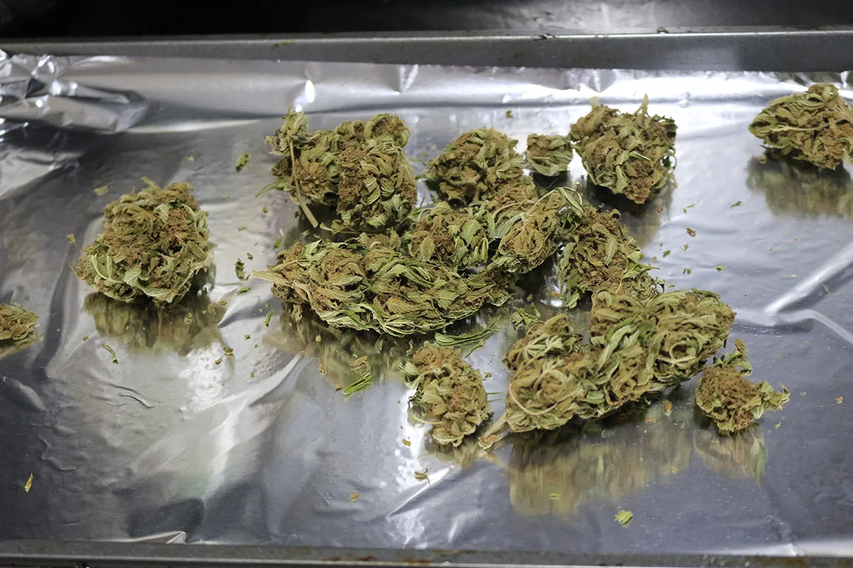 A rimmed baking sheet with decarbed cannabis in a thin layer, just removed from the oven, sitting on a stovetop