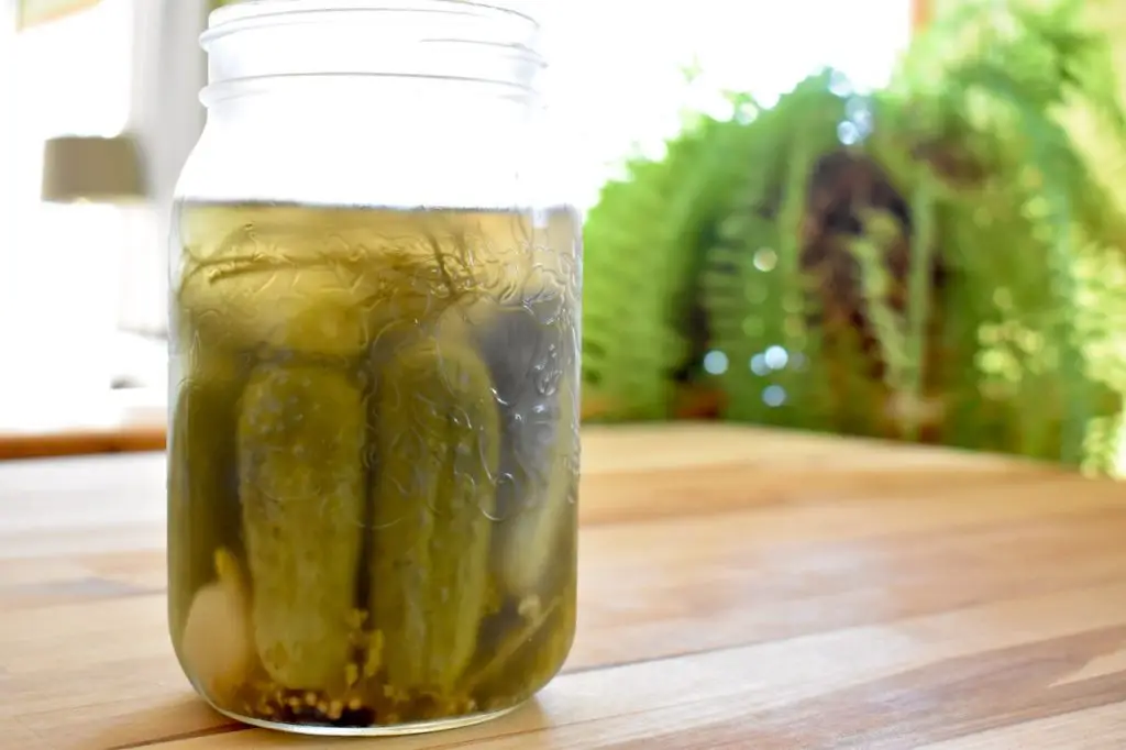 An open jar of refrigerator pickles with a fork lifting a cucumber slice, brine and dill visible on a kitchen counter