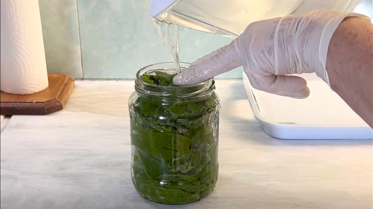 Jarred grape leaves rinsing in a colander under running water at the kitchen sink