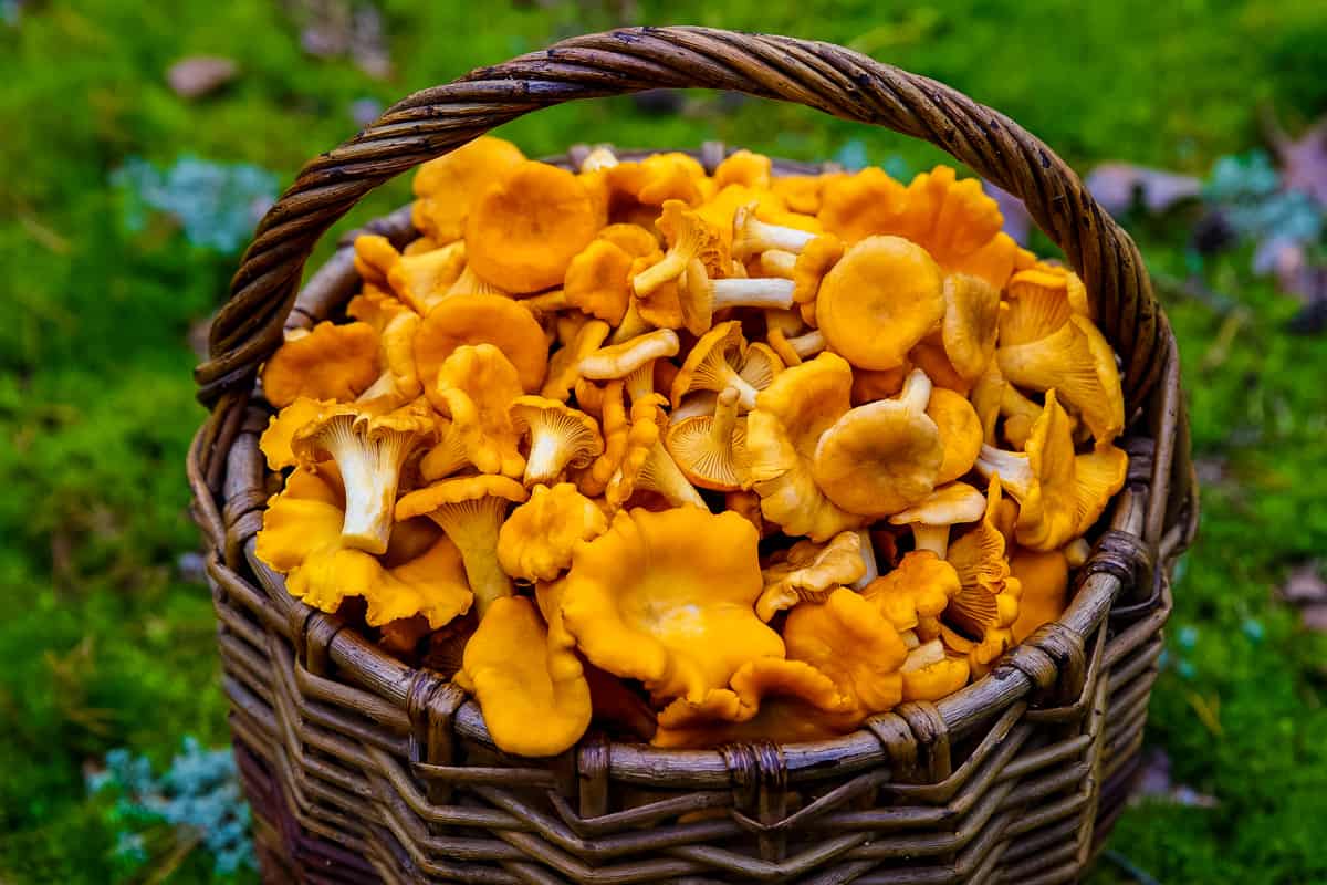 Measured ingredients for chanterelle pasta including fresh chanterelle mushrooms, linguine, garlic, butter, olive oil, lemon, Parmesan, cream, parsley, and white wine arranged on a kitchen counter