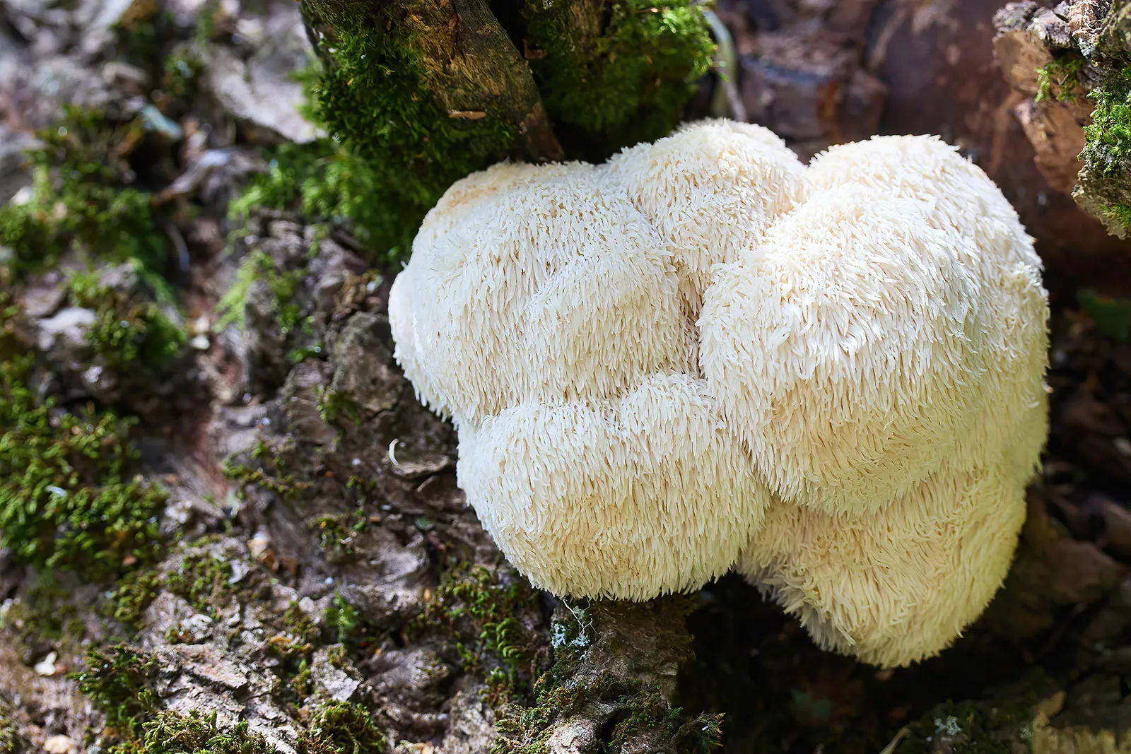 Measured ingredients for lion’s mane mushroom steaks on a kitchen counter including butter, minced garlic, soy sauce, Dijon mustard, lemon, salt, pepper, and fresh herbs